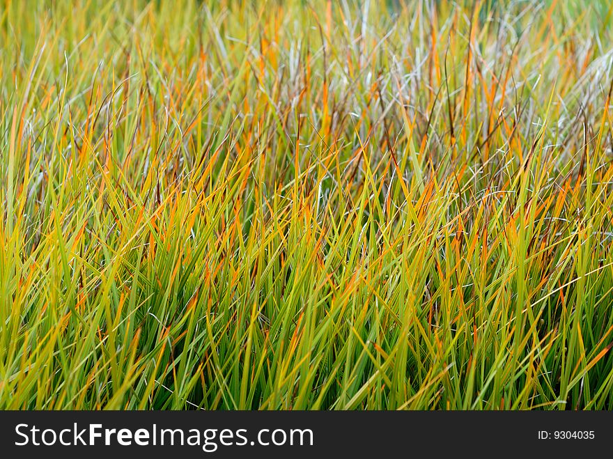 Colorful grass in the autumn. Colorful grass in the autumn