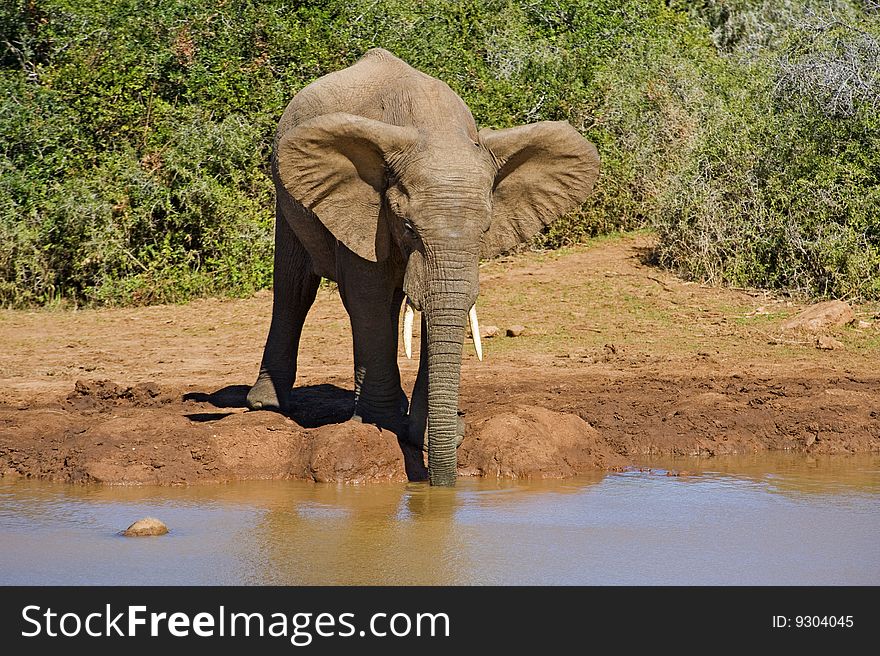 On a hot summers day Elephants love to drink. On a hot summers day Elephants love to drink