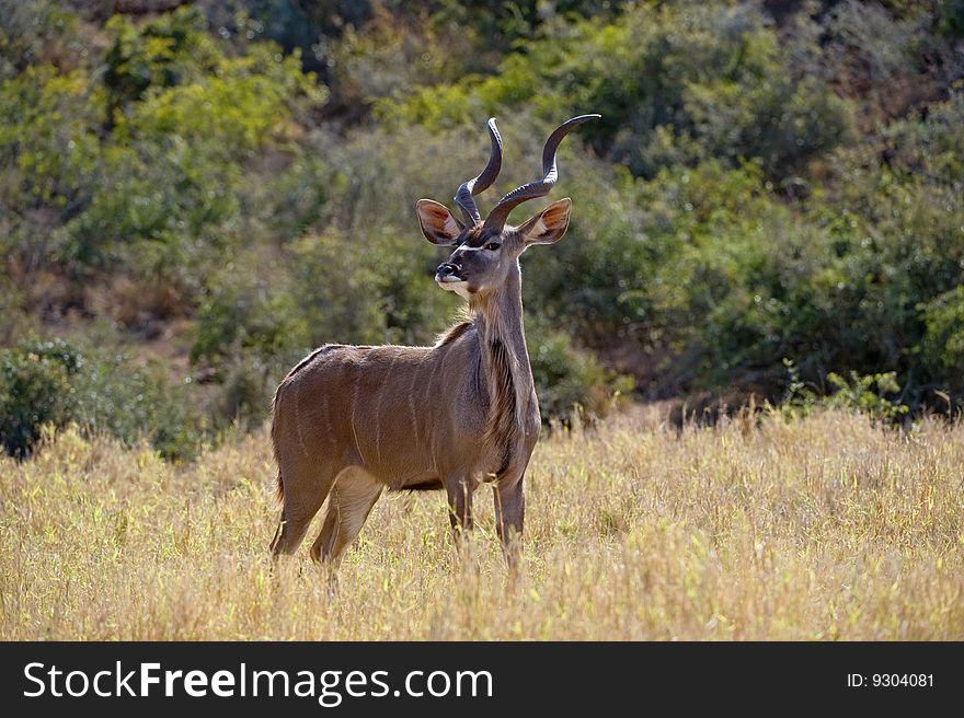 A lone Kudu Bull stares at the photographer. A lone Kudu Bull stares at the photographer