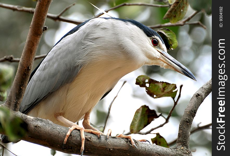 Black crowned heron adults are 64 cm long and weigh 800 g. They have a black crown and back with the remainder of the body white or grey, red eyes, and short yellow legs. Young birds are brown, flecked with white and grey. These are short-necked and stout herons.