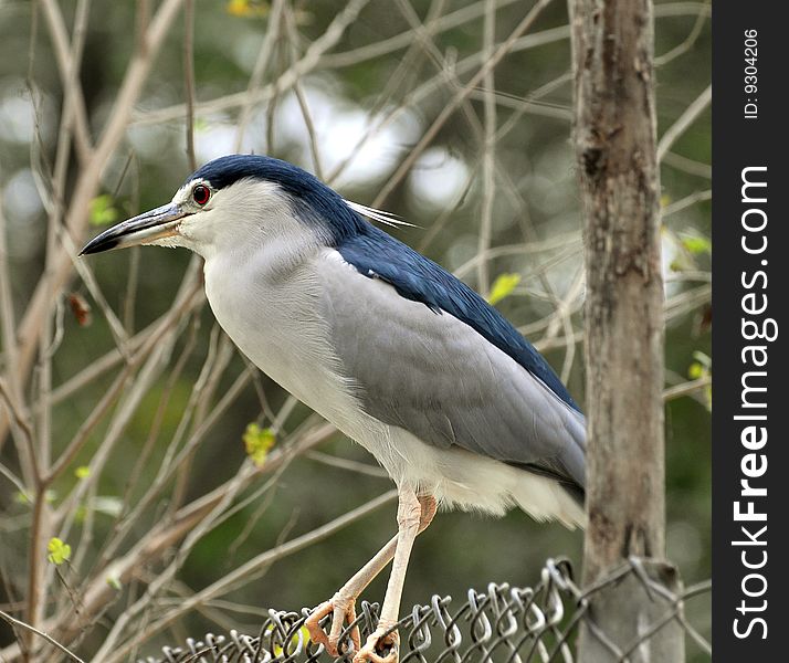 Black crowned heron adults are 64 cm long and weigh 800 g. They have a black crown and back with the remainder of the body white or grey, red eyes, and short yellow legs. Young birds are brown, flecked with white and grey. These are short-necked and stout herons.