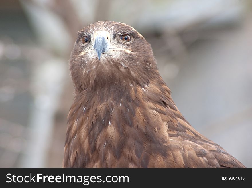 Portrait of imperial eagle, shooted in moscow zoo