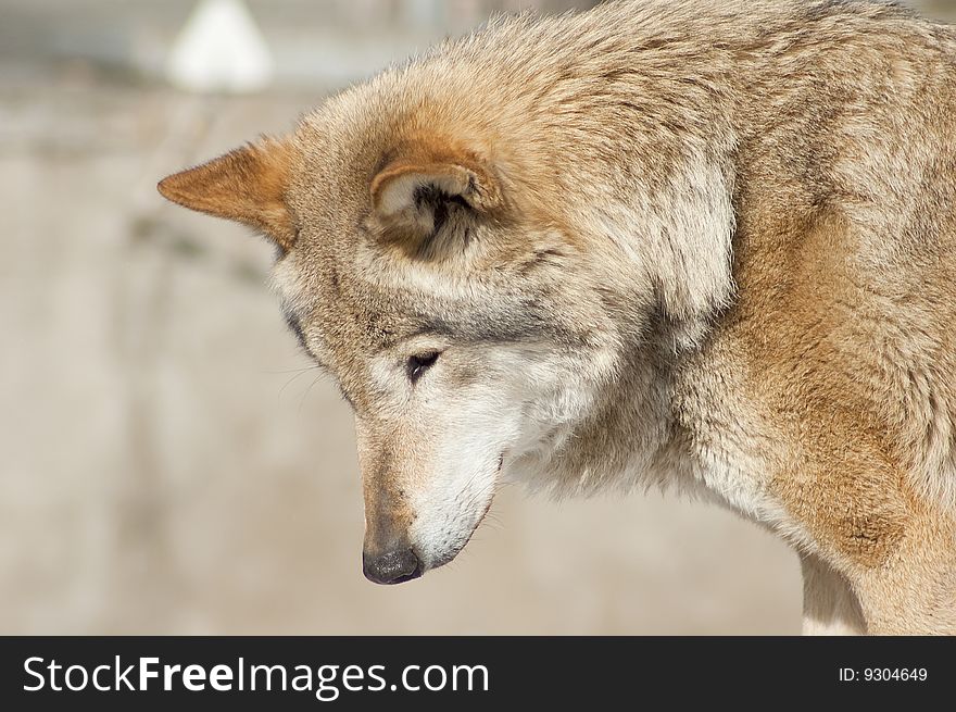 Grey wolf portrait, shooted in moscow zoo