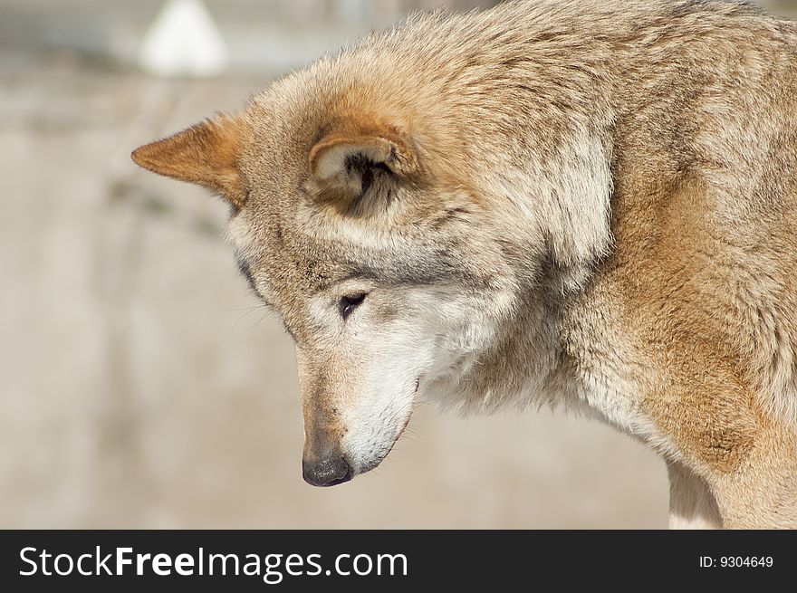 Grey Wolf Portrait