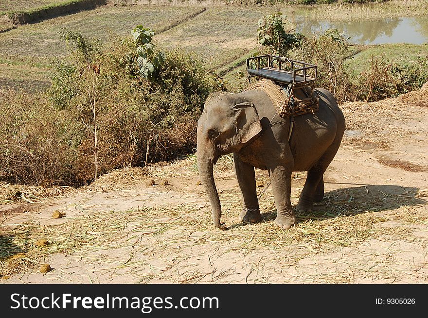 Elephant is waiting for work in Thailand