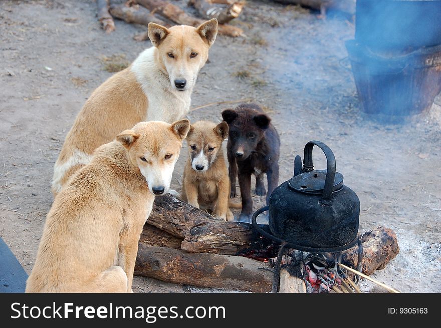 Dogs are sitting beside fire in a cold morning in mountain, Thailand. Dogs are sitting beside fire in a cold morning in mountain, Thailand