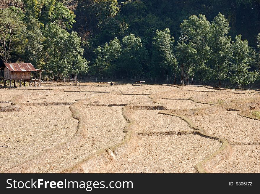 Dry rice field in Thailand
