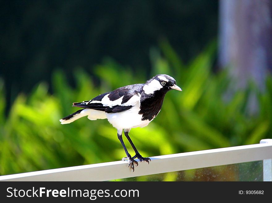 A male Murray-Magpie (also mudlark, magpie-lark, peewee or piping shrike) standing on fencing. Australian Native Bird. A male Murray-Magpie (also mudlark, magpie-lark, peewee or piping shrike) standing on fencing. Australian Native Bird