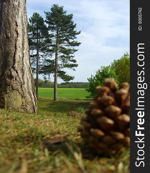 Ground view of distant tall trees beside forest