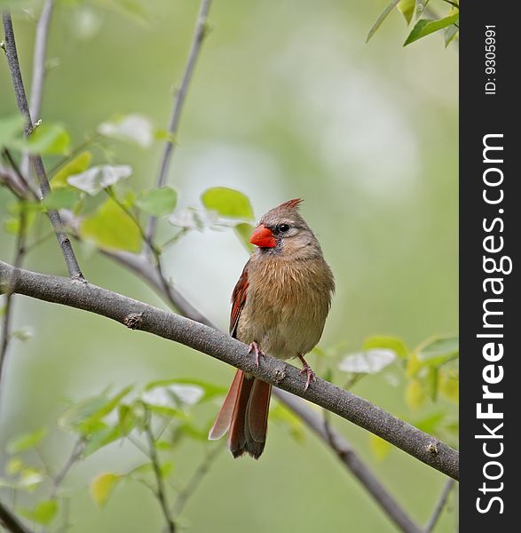 Female northern cardinal perched on a tree branch. Female northern cardinal perched on a tree branch