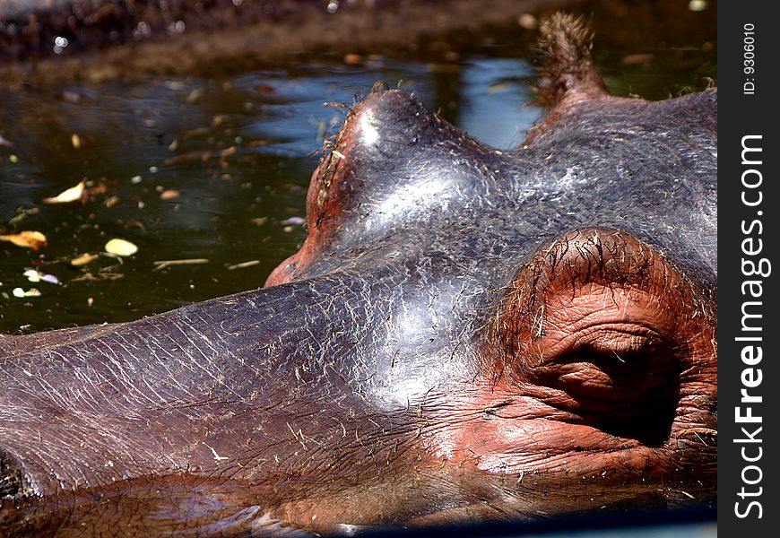 Close-up of an hippo in water