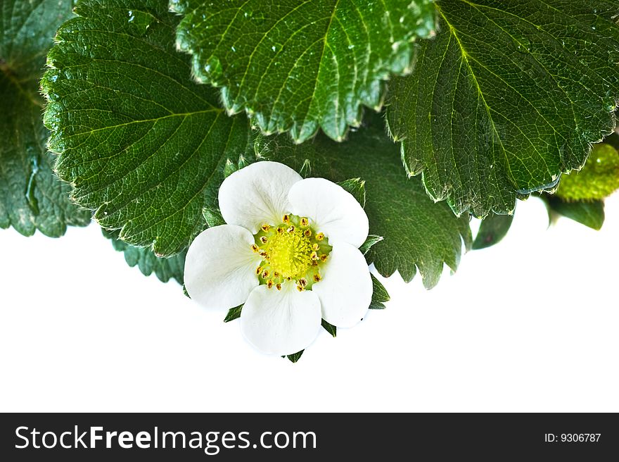 Background with  white strawberry  flower and leaves. Background with  white strawberry  flower and leaves