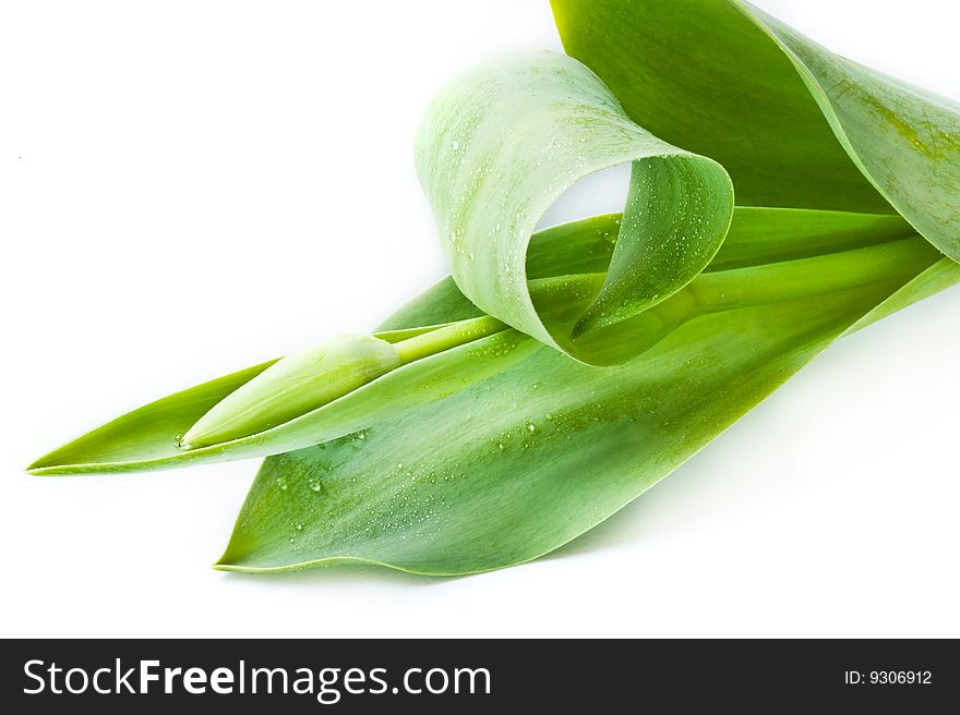 Background with fresh isolated growing tulip
