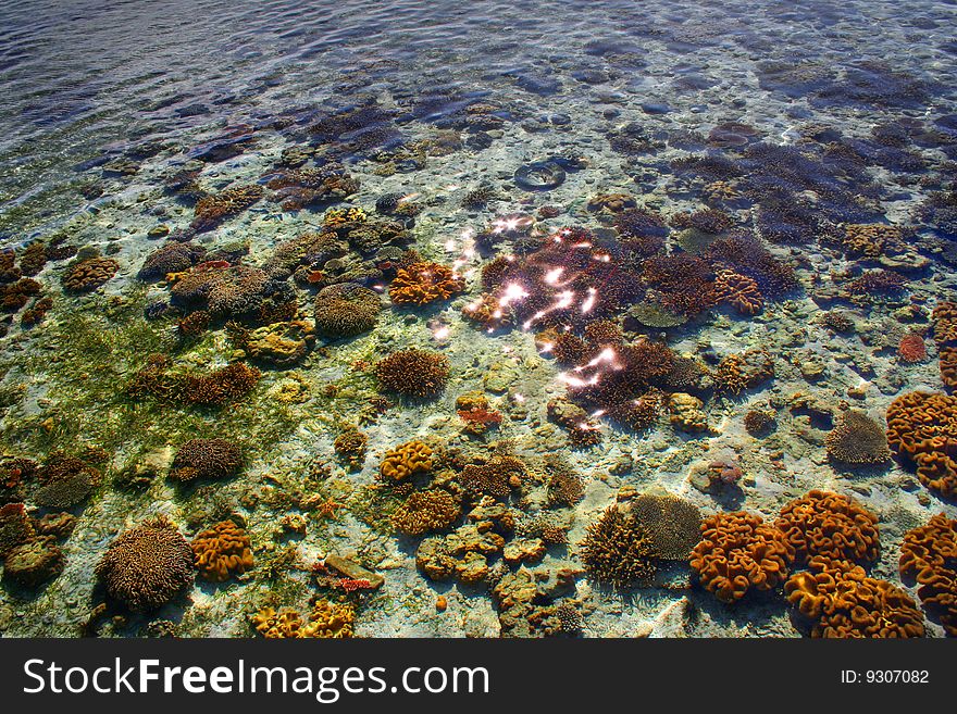 Coral reef in Sempurna, Sabah. Coral reef in Sempurna, Sabah.