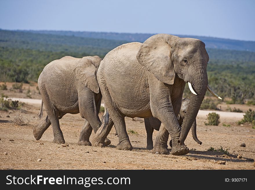 An elephant family rushes to the water in the heat of Summer