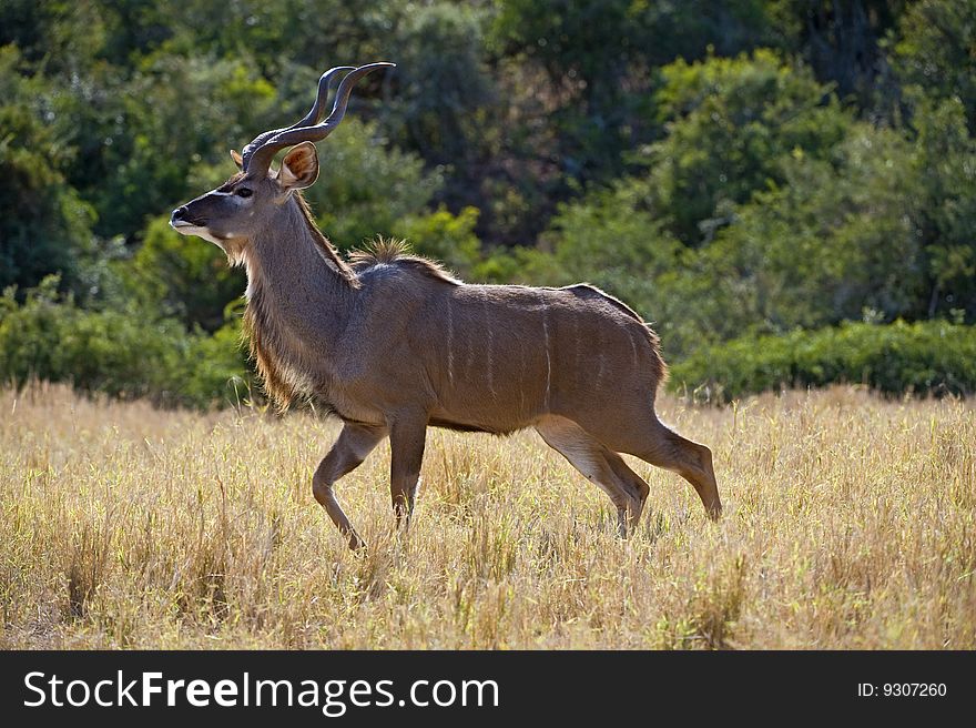 A young Kudu Male crosses the open meadow. A young Kudu Male crosses the open meadow