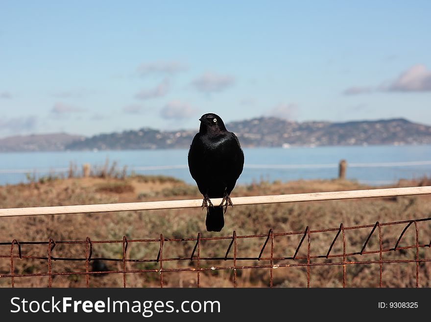 Blackbird with the San Francisco Bay on the background, California (USA)