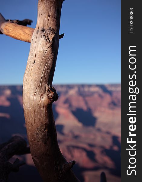 Close-up of a branch with the Grand Canyon on the background, Arizona (USA). Close-up of a branch with the Grand Canyon on the background, Arizona (USA)