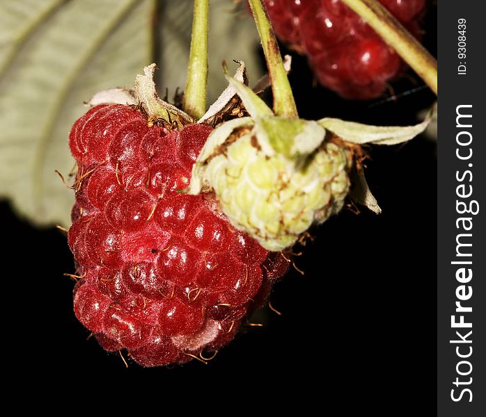 Berries of a ripe raspberry, are photographed by close up. Berries of a ripe raspberry, are photographed by close up