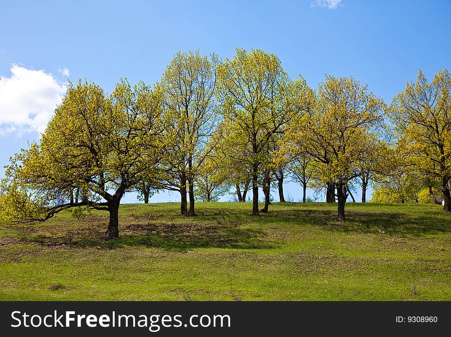 Spring trees on a green hillock