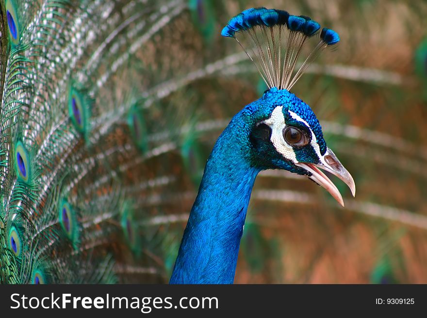 Peacock