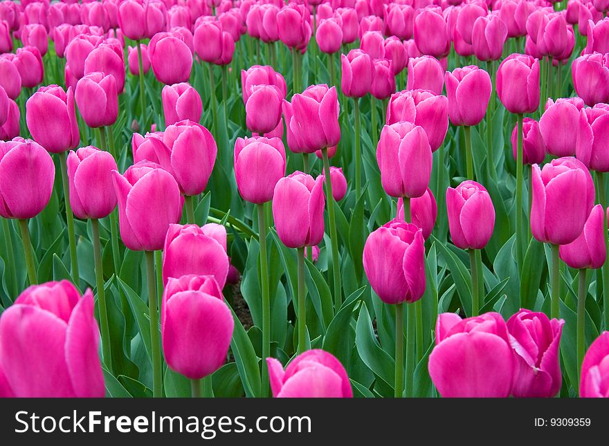 Close up on a field of pink tulips.