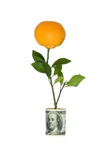 Branch With Tangerine In Dollar Pot Royalty Free Stock Image Branch With Tangerine In Dollar Pot Royalty Free Stock Image