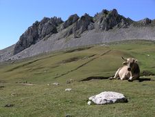 Alpine Scene With Cow Stock Photography