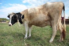 Cow Stock Photo