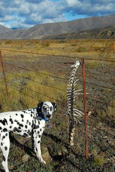 Dog With Skeleton Bones Stock Photography Dog With Skeleton Bones Stock Photography