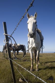 Horse Behind Fence Royalty Free Stock Photography Horse Behind Fence Royalty Free Stock Photography