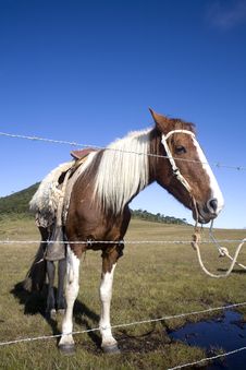 Horse Behind Fence Royalty Free Stock Photos Horse Behind Fence Royalty Free Stock Photos