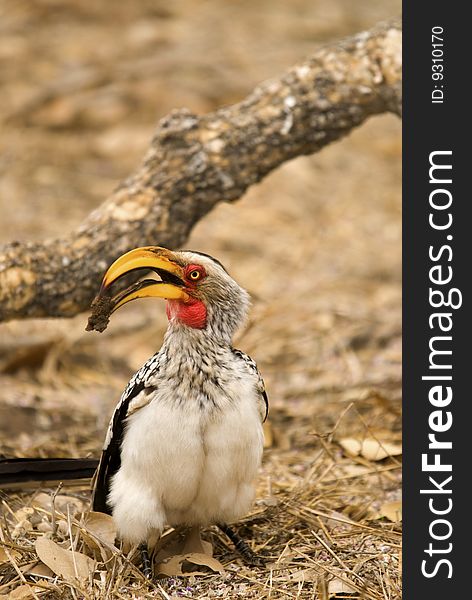 Yellow-billed Hornbill with something in it's mouth. Yellow-billed Hornbill with something in it's mouth.