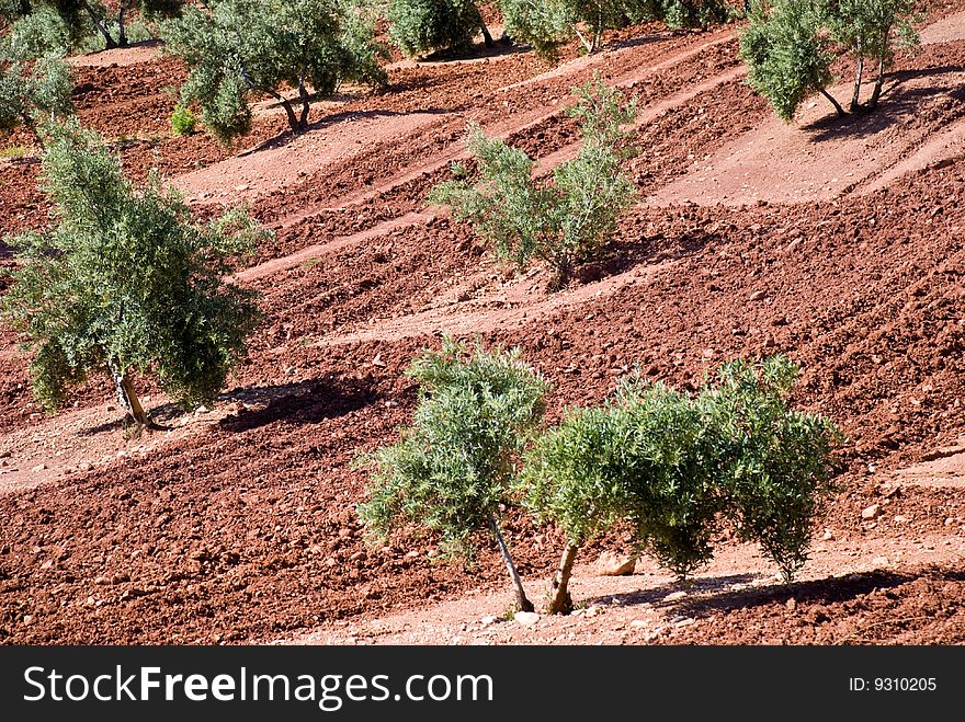 Olive grove in Andalusia, Spain. Olive grove in Andalusia, Spain.