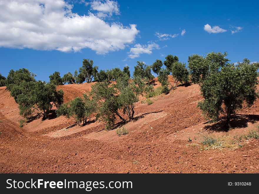 Olive Trees in Andalusia, Spain, against blue sky