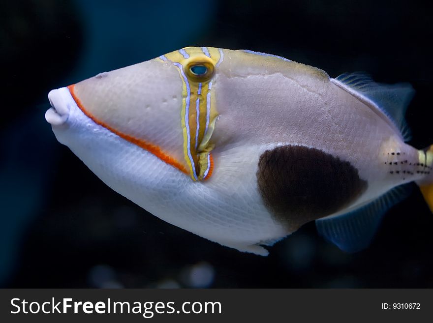 Strange exotic fish with huge nose