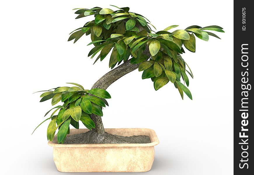 Bonsai Tree