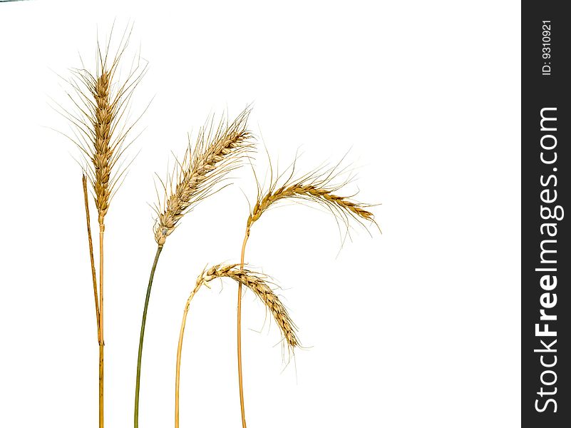Mature wheat isolated on white background