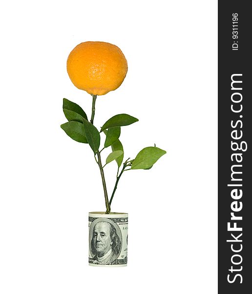 Branch With  Tangerine In Dollar Pot