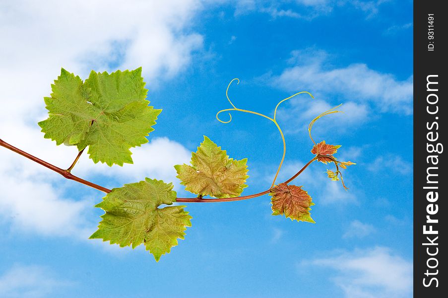 Grapevine shown on sky background