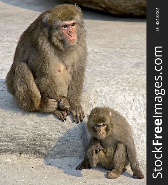 Japanese macaque. Latin name - Macaca fuscata. Japanese macaque. Latin name - Macaca fuscata