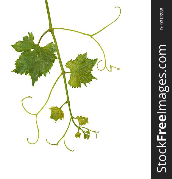 Grapevine isolated on white background