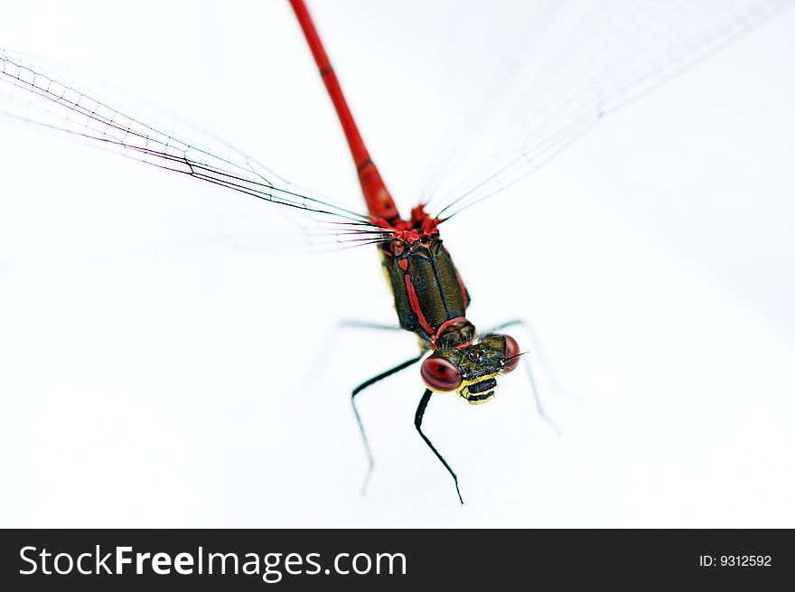 A dragonfly red and green colored