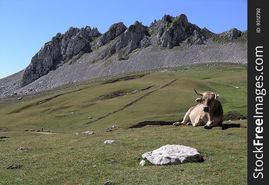 A cow grazes in the high alps. A cow grazes in the high alps