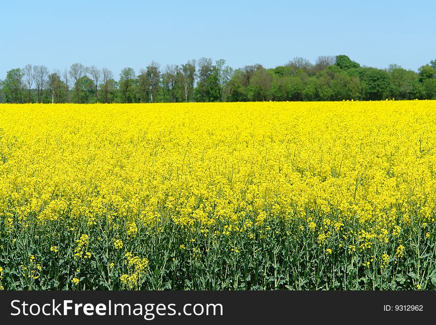 Field of rapeseed in the summer. Field of rapeseed in the summer