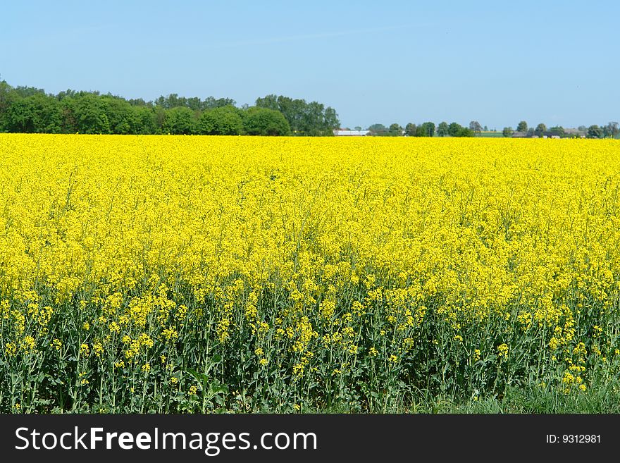 Field of rapeseed in summer. Field of rapeseed in summer