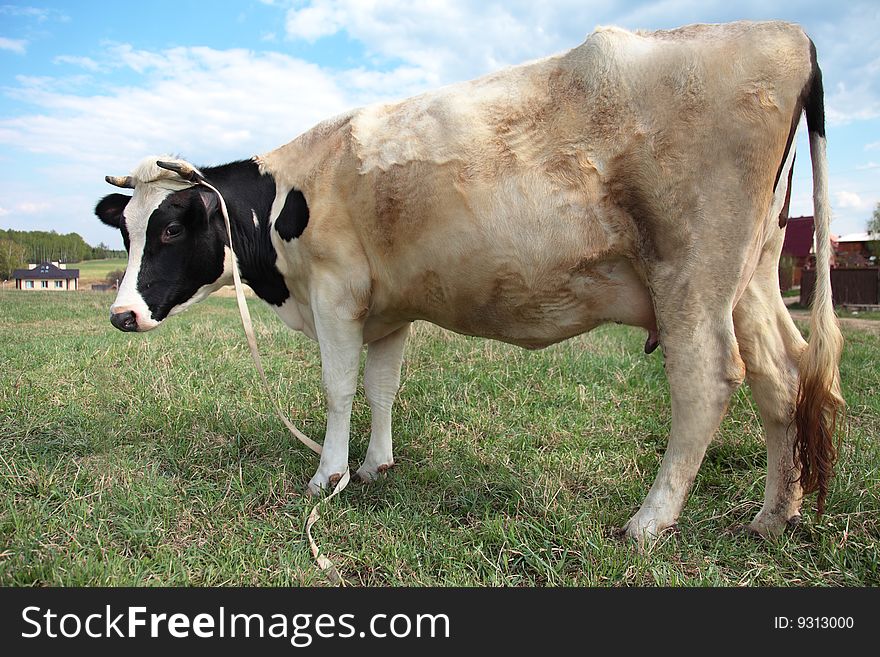 Rural cow grazed on a rural field