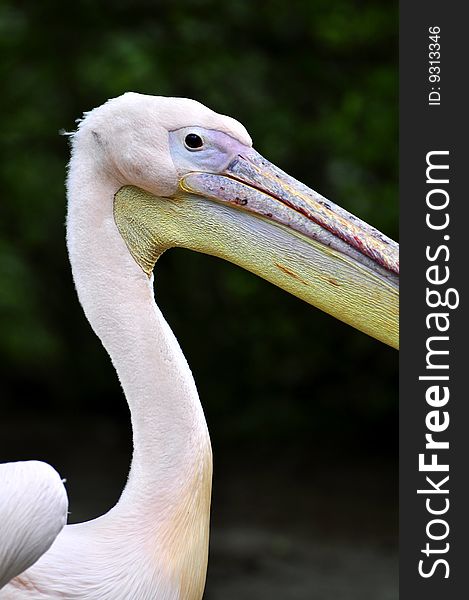 Great white pelican a portrait. Great white pelican a portrait
