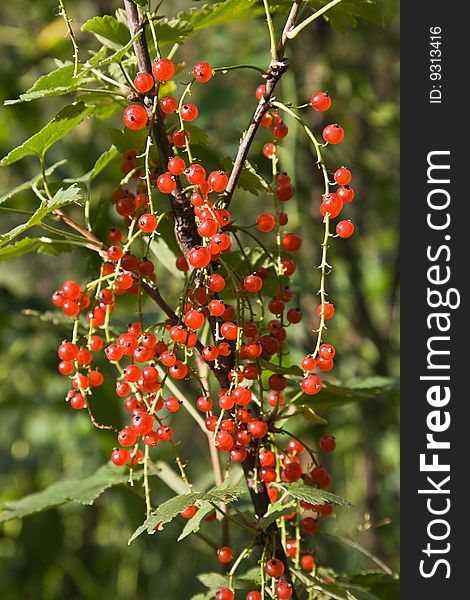 Red currants in the summer sun