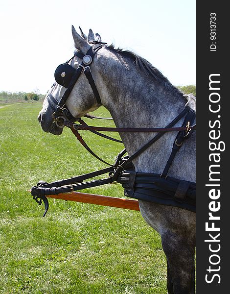 Two grey horse in a field. Two grey horse in a field